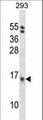EIF1B Antibody - EIF1B Antibody western blot of 293 cell line lysates (35 ug/lane). The EIF1B antibody detected the EIF1B protein (arrow).