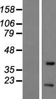 EIF1B Protein - Western validation with an anti-DDK antibody * L: Control HEK293 lysate R: Over-expression lysate