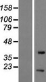 EIF1B Protein - Western validation with an anti-DDK antibody * L: Control HEK293 lysate R: Over-expression lysate