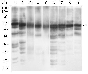 EIF2A / EIF2 Alpha Antibody - Western blot using EIF2A mouse monoclonal antibody against MCF-7 (1), PC-12 (2), HepG2 (3), HeLa (4), Cos7 (5), K562 (6), Jurkat (7), A431 (8) and NIH/3T3 (9) cell lysate.