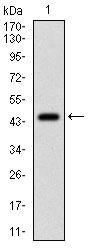 EIF2A / EIF2 Alpha Antibody - Western blot using EIF2A monoclonal antibody against human EIF2A (AA: 448-576) recombinant protein. (Expected MW is 40.3 kDa)