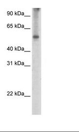 EIF2A / EIF2 Alpha Antibody - Fetal Thymus Lysate.  This image was taken for the unconjugated form of this product. Other forms have not been tested.
