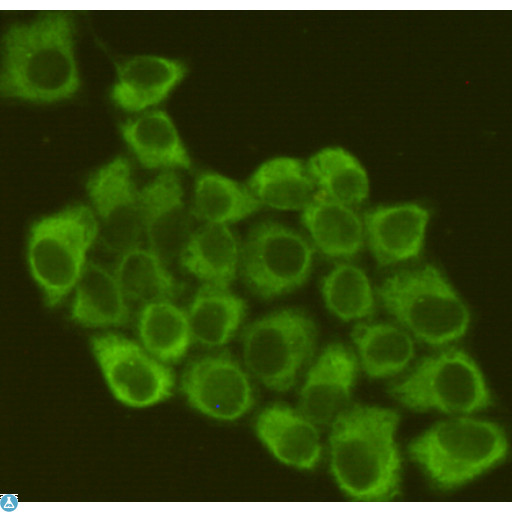 EIF2A / EIF2 Alpha Antibody - Immunofluorescent analysis of Hela cells fixed by anhydrous methanol for 2 h at -20°C and using anti-eIF2a mouse mAb (dilution 1:200).