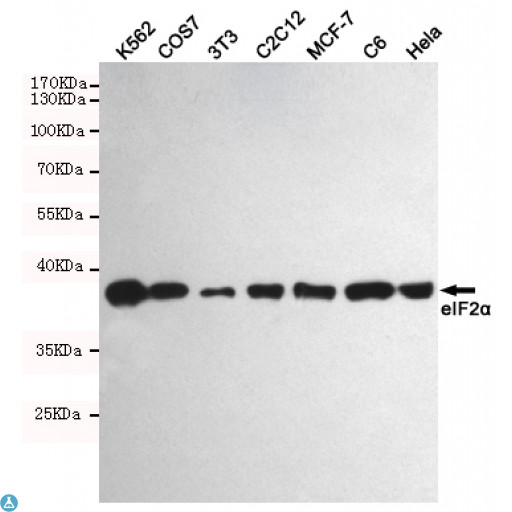EIF2A / EIF2 Alpha Antibody - Western blot detection of eIF2a in K562, COS7, 3T3, C2C12, MCF-7, C6 and Hela cell lysates using eIF2a mouse mAb (1:1000 diluted). Predicted band size: 38KDa. Observed band size: 38KDa.