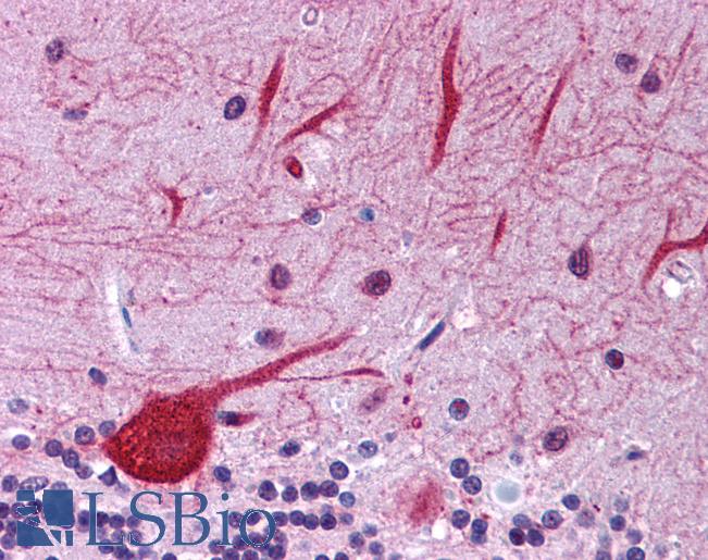 EIF2AK1 Antibody - Anti-EIF2AK1 antibody IHC of human brain, cerebellum. Immunohistochemistry of formalin-fixed, paraffin-embedded tissue after heat-induced antigen retrieval. Antibody concentration 5 ug/ml.  This image was taken for the unconjugated form of this product. Other forms have not been tested.
