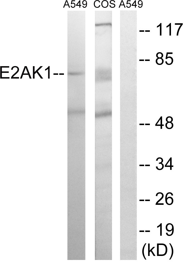 EIF2AK1 Antibody - Western blot analysis of lysates from A549 and COS7 cells, using EIF2AK1 Antibody. The lane on the right is blocked with the synthesized peptide.