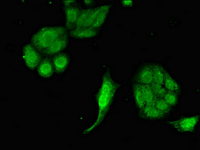 EIF2AK1 Antibody - Immunofluorescent analysis of HepG2 cells diluted at 1:100 and Alexa Fluor 488-congugated AffiniPure Goat Anti-Rabbit IgG(H+L)