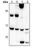 EIF2AK1 Antibody - Western blot analysis of EIF2AK1 expression in K562 (A), LO2 (B), PC12 (C), AML12 (D) whole cell lysates.