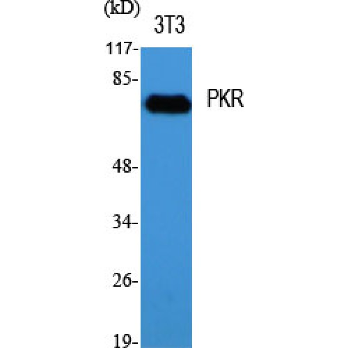 EIF2AK2 / PKR Antibody - Western blot of PKR antibody
