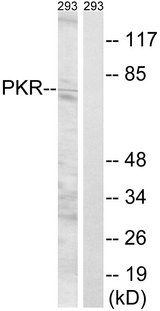 EIF2AK2 / PKR Antibody - Western blot analysis of lysates from 293 cells, using PKR Antibody. The lane on the right is blocked with the synthesized peptide.