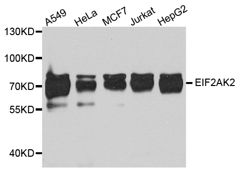 EIF2AK2 / PKR Antibody - Western blot analysis of extract of various cells.