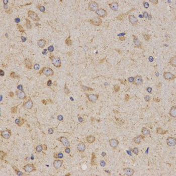 EIF2AK2 / PKR Antibody - Immunohistochemistry of paraffin-embedded rat brain tissue.