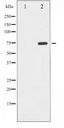 EIF2AK2 / PKR Antibody - Western blot of PKR phosphorylation expression in Starvation treated K562 whole cell lysates,The lane on the left is treated with the antigen-specific peptide.
