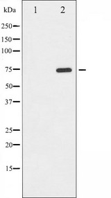 EIF2AK2 / PKR Antibody - Western blot analysis of PKR phosphorylation expression in Starvation treated K562 whole cells lysates. The lane on the left is treated with the antigen-specific peptide.