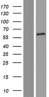 EIF2AK2 / PKR Protein - Western validation with an anti-DDK antibody * L: Control HEK293 lysate R: Over-expression lysate