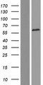 EIF2AK2 / PKR Protein - Western validation with an anti-DDK antibody * L: Control HEK293 lysate R: Over-expression lysate