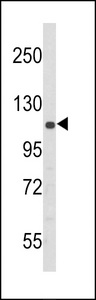 EIF2AK3 / PERK Antibody - Western blot of PERK Antibody (N-term Q163) in 293 cell line lysates (35 ug/lane). PERK (arrow) was detected using the purified antibody.