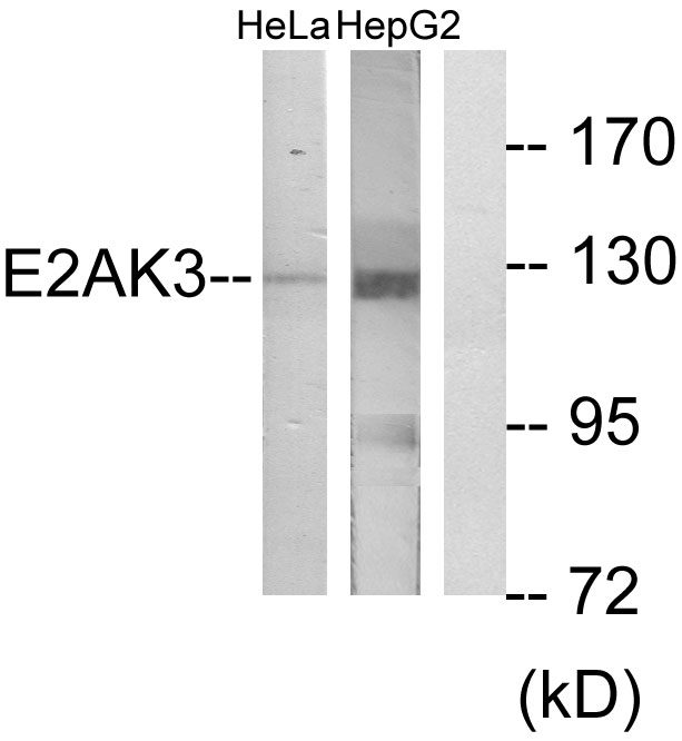 EIF2AK3 / PERK Antibody - Western blot analysis of lysates from HeLa and HepG2 cells, using E2AK3 Antibody. The lane on the right is blocked with the synthesized peptide.