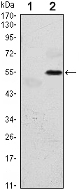 EIF2AK3 / PERK Antibody - Western blot using EIF2AK3 monoclonal antibody against HEK293 (1) and EIF2AK3(AA: 929-1116)-hIgGFc transfected HEK293 (2) cell lysate.