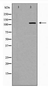 EIF2AK3 / PERK Antibody - Western blot of PERK expression in HeLa cells