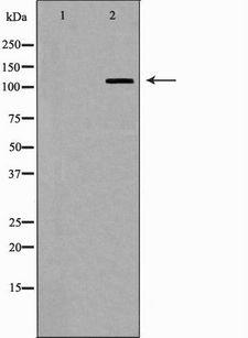 EIF2AK3 / PERK Antibody - Western blot analysis of PERK expression in HeLa cells. The lane on the left is treated with the antigen-specific peptide.