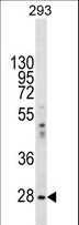 EIF2B1 Antibody - EIF2B1 Antibody western blot of 293 cell line lysates (35 ug/lane). The EIF2B1 antibody detected the EIF2B1 protein (arrow).
