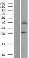 EIF2B2 Protein - Western validation with an anti-DDK antibody * L: Control HEK293 lysate R: Over-expression lysate