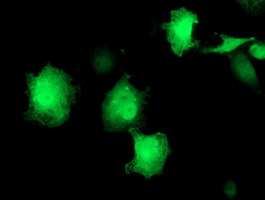 EIF2B3 Antibody - Anti-EIF2B3 mouse monoclonal antibody immunofluorescent staining of COS7 cells transiently transfected by pCMV6-ENTRY EIF2B3.