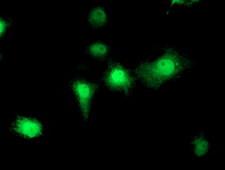 EIF2B3 Antibody - Anti-EIF2B3 mouse monoclonal antibody immunofluorescent staining of COS7 cells transiently transfected by pCMV6-ENTRY EIF2B3.