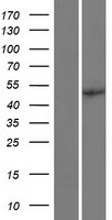 EIF2B3 Protein - Western validation with an anti-DDK antibody * L: Control HEK293 lysate R: Over-expression lysate