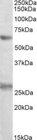 EIF2B4 Antibody - EIF2B4 antibody (0.3 ug/ml) staining of K562 lysate (35 ug protein/ml in RIPA buffer). Primary incubation was 1 hour. Detected by chemiluminescence.