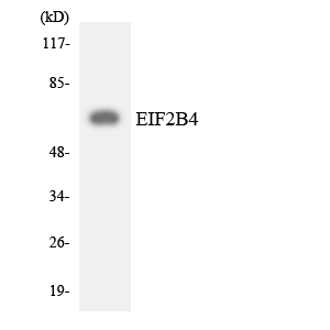 EIF2B4 Antibody - Western blot analysis of the lysates from HeLa cells using EIF2B4 antibody.