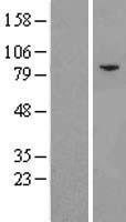 EIF2B5 Protein - Western validation with an anti-DDK antibody * L: Control HEK293 lysate R: Over-expression lysate