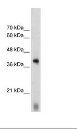 EIF2S1 Antibody - HepG2 Cell Lysate.  This image was taken for the unconjugated form of this product. Other forms have not been tested.