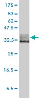 EIF2S1 Antibody - EIF2S1 monoclonal antibody (M01), clone 3H12-C11 Western Blot analysis of EIF2S1 expression in HeLa.