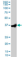 EIF2S1 Antibody - EIF2S1 monoclonal antibody (M01), clone 3H12-C11. Western Blot analysis of EIF2S1 expression in HeLa NE.