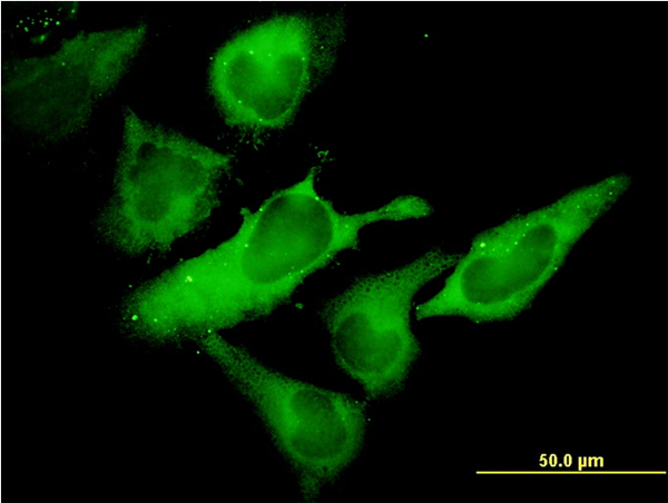 EIF2S1 Antibody - Immunofluorescence of monoclonal antibody to EIF2S1 on HeLa cell. [antibody concentration 10 ug/ml]