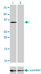 EIF2S1 Antibody - Western blot analysis of EIF2S1 over-expressed 293 cell line, cotransfected with EIF2S1 Validated Chimera RNAi (Lane 2) or non-transfected control (Lane 1). Blot probed with EIF2S1 monoclonal antibody (M01), clone 3H12-C11 . GAPDH ( 36.1 kDa ) used as specificity and loading control.