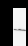 EIF2S1 Antibody - Detection of EIF2S1 by Western blot. Samples: Whole cell lysate from human HeLa (H, 50 ug) , mouse NIH3T3 (M, 50 ug) and rat F2408 (R, 50 ug) cells. Predicted molecular weight: 36 kDa