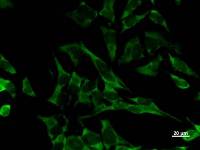 EIF2S1 Antibody - Immunostaining analysis in HeLa cells. HeLa cells were fixed with 4% paraformaldehyde and permeabilized with 0.1% Triton X-100 in PBS. The cells were immunostained with anti-EIF2S1 mAb.
