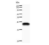 EIF2S1 Antibody - Western blot analysis of immunized recombinant protein, using anti-EIF2S1 monoclonal antibody.