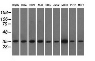 EIF2S1 Antibody - Western blot analysis of extracts (35ug) from 9 different cell lines by using anti-EIF2S1 monoclonal antibody.