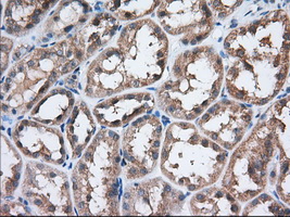 EIF2S1 Antibody - Immunohistochemical staining of paraffin-embedded Human Kidney tissue using anti-EIF2S1 mouse monoclonal antibody. (Dilution 1:50).