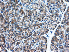 EIF2S1 Antibody - Immunohistochemical staining of paraffin-embedded Human pancreas tissue using anti-EIF2S1 mouse monoclonal antibody. (Dilution 1:50).