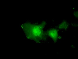 EIF2S1 Antibody - Anti-EIF2S1 mouse monoclonal antibody  immunofluorescent staining of COS7 cells transiently transfected by pCMV6-ENTRY EIF2S1.