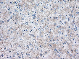 EIF2S1 Antibody - IHC of paraffin-embedded Human liver tissue using anti-EIF2S1 mouse monoclonal antibody. (Dilution 1:50).