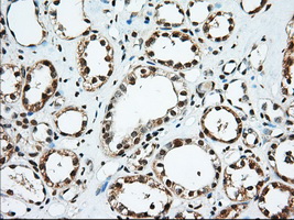 EIF2S1 Antibody - IHC of paraffin-embedded Human Kidney tissue using anti-EIF2S1 mouse monoclonal antibody. (Dilution 1:50).