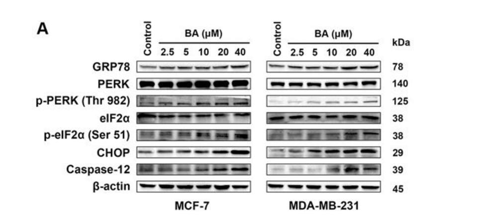EIF2S1 Antibody - MCF-7 and MDA-MB-231 cells were treated with the indicated concentrations of BA for 24h, and the protein levels of ER stress-associated signals were stimulated by BA in a dose-dependent manner, including GRP78, p-PERK/PERK, p-eIF2a/eIF2a, CHOP, and caspase-12.