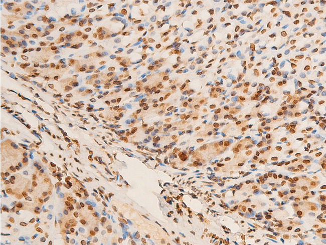 EIF2S1 Antibody - 1:100 staining mouse gastric tissue by IHC-P. The tissue was formaldehyde fixed and a heat mediated antigen retrieval step in citrate buffer was performed. The tissue was then blocked and incubated with the antibody for 1.5 hours at 22°C. An HRP conjugated goat anti-rabbit antibody was used as the secondary.