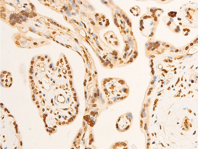 EIF2S1 Antibody - 1:100 staining human Placenta tissue by IHC-P. The tissue was formaldehyde fixed and a heat mediated antigen retrieval step in citrate buffer was performed. The tissue was then blocked and incubated with the antibody for 1.5 hours at 22°C. An HRP conjugated goat anti-rabbit antibody was used as the secondary.